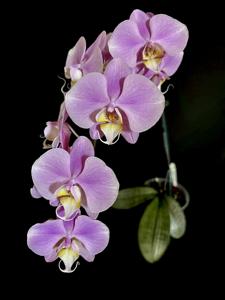 Phalaenopsis Grand Condé