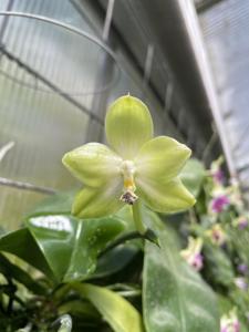 Phalaenopsis Green Valley