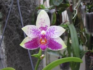 Phalaenopsis Grosbeak