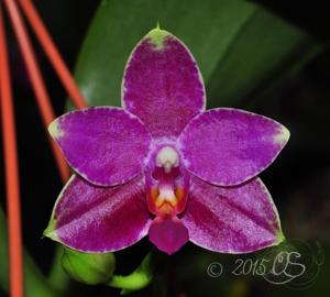 Phalaenopsis Grosbeak