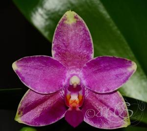 Phalaenopsis Grosbeak