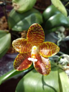 Phalaenopsis Jade Gold