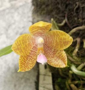 Phalaenopsis Kenanga