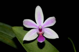 Phalaenopsis Mahinhin