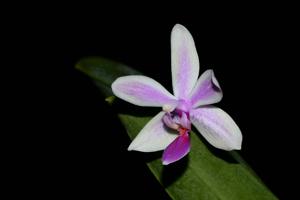 Phalaenopsis Mahinhin