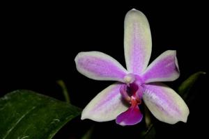 Phalaenopsis Mahinhin