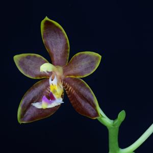 Phalaenopsis Malani