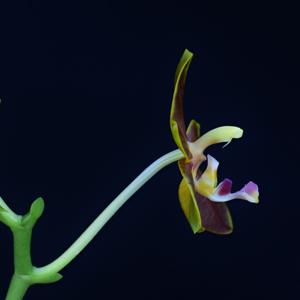 Phalaenopsis Malani