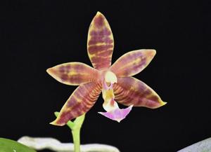 Phalaenopsis Malani