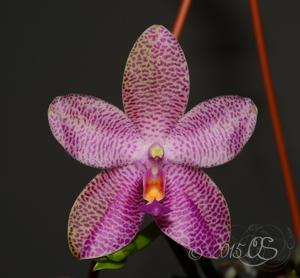 Phalaenopsis Mok Choi Yew