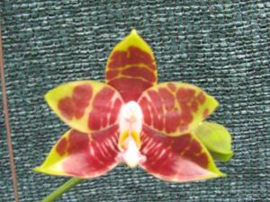 Phalaenopsis Paifang's E-Len