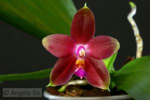 Phalaenopsis Penang Girl