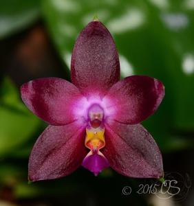 Phalaenopsis Penang Girl