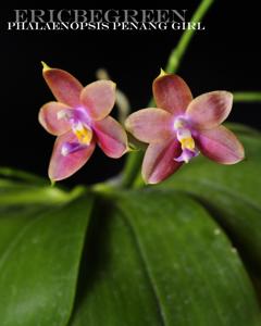 Phalaenopsis Penang Girl