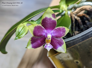 Phalaenopsis Penang Girl