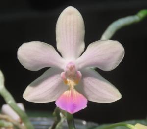 Phalaenopsis Professor Rubinia