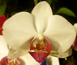 Phalaenopsis Red Eye