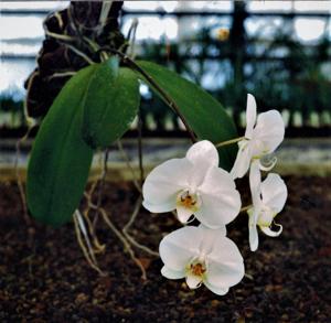 Phalaenopsis Schneewittchen