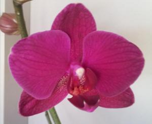 Phalaenopsis Vivaldi