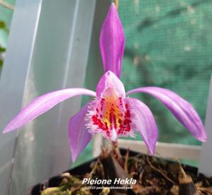 Pleione Hekla