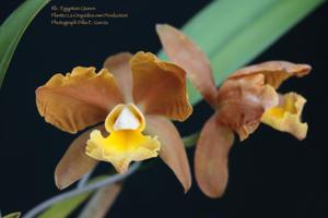 Rhyncholaeliocattleya Egyptian Queen