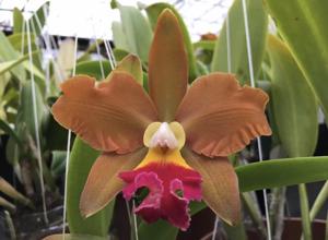 Rhyncholaeliocattleya Egyptian Queen