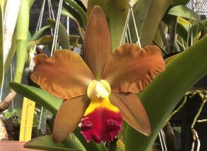 Rhyncholaeliocattleya Egyptian Queen