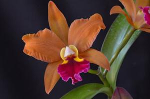 Rhyncholaeliocattleya Egyptian Queen