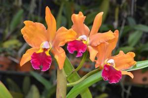 Rhyncholaeliocattleya Egyptian Queen