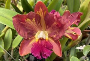 Rhyncholaeliocattleya Egyptian Queen