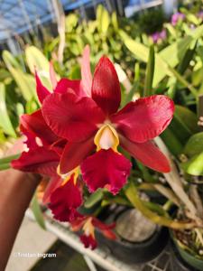 Rhyncholaeliocattleya Egyptian Queen