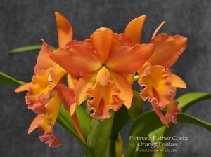 Rhyncholaeliocattleya Esther Costa