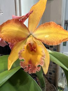 Rhyncholaeliocattleya Esther Costa