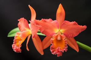 Rhyncholaeliocattleya Esther Costa