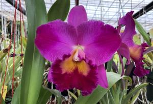 Rhyncholaeliocattleya Hisako Akatsuka