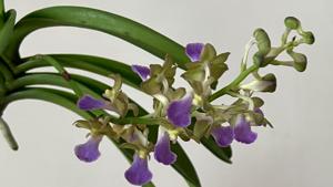 Vandachostylis Thai Noi