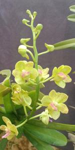 Vandachostylis Sagarik Wine