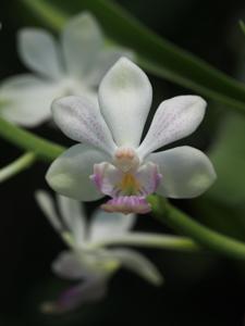 Vandachostylis Sagarik Wine