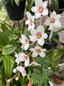 Sarcochilus Heidi