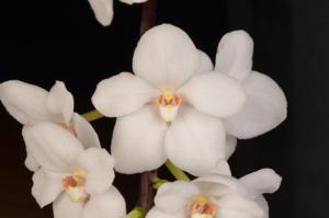 Sarcochilus Heidi