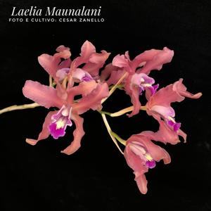 Laelia Maunalani