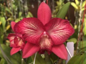 Cattleya Cosmos