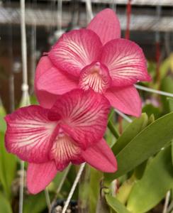 Cattleya Cosmos