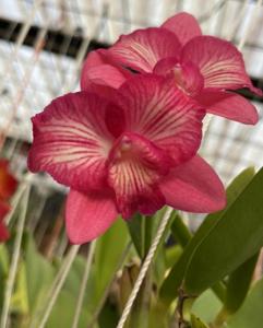 Cattleya Cosmos