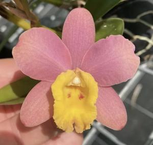 Cattleya Crystelle Smith