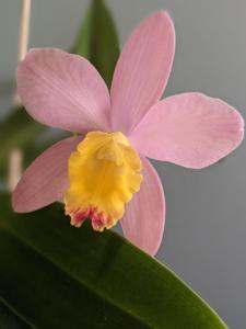 Cattleya Crystelle Smith