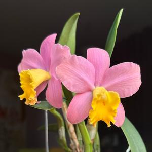 Cattleya Crystelle Smith