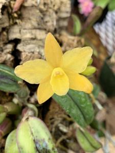 Cattleya Seagulls Tiny Tim