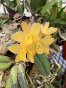 Cattleya Seagulls Tiny Tim