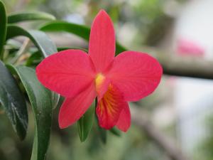 Cattleya Sparkle